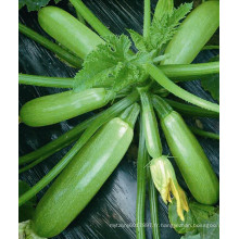 HSQ03 Cheng vert F1 courge hybride / graines de courgettes